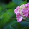 DPP_2723