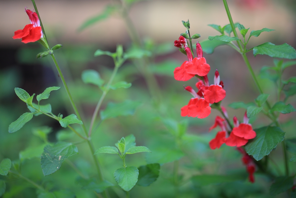 花2