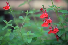 花2