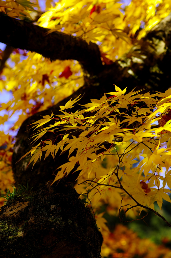 華厳寺(2012.11.24)