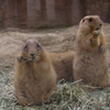 ダブルdeモグモグ