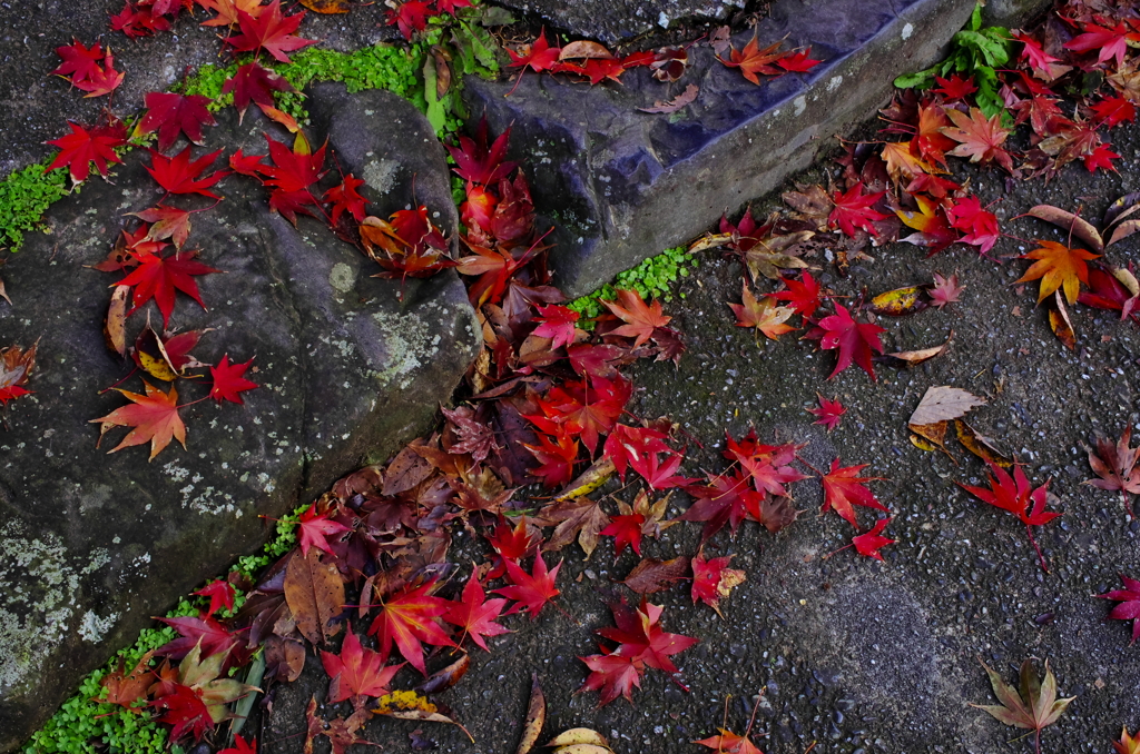 紅い落ち葉