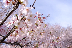 春本番