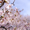 春本番