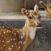 キリッ！？