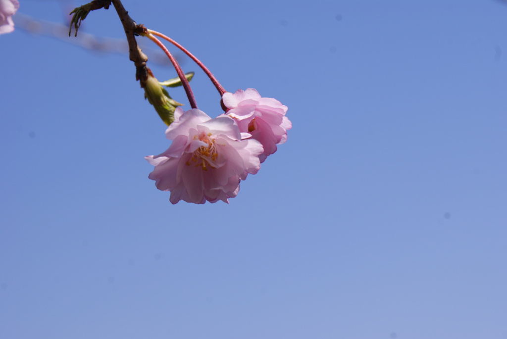 sakura007