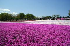 秩父　芝桜の丘