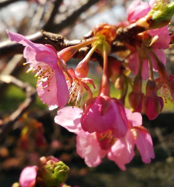 早咲き桜