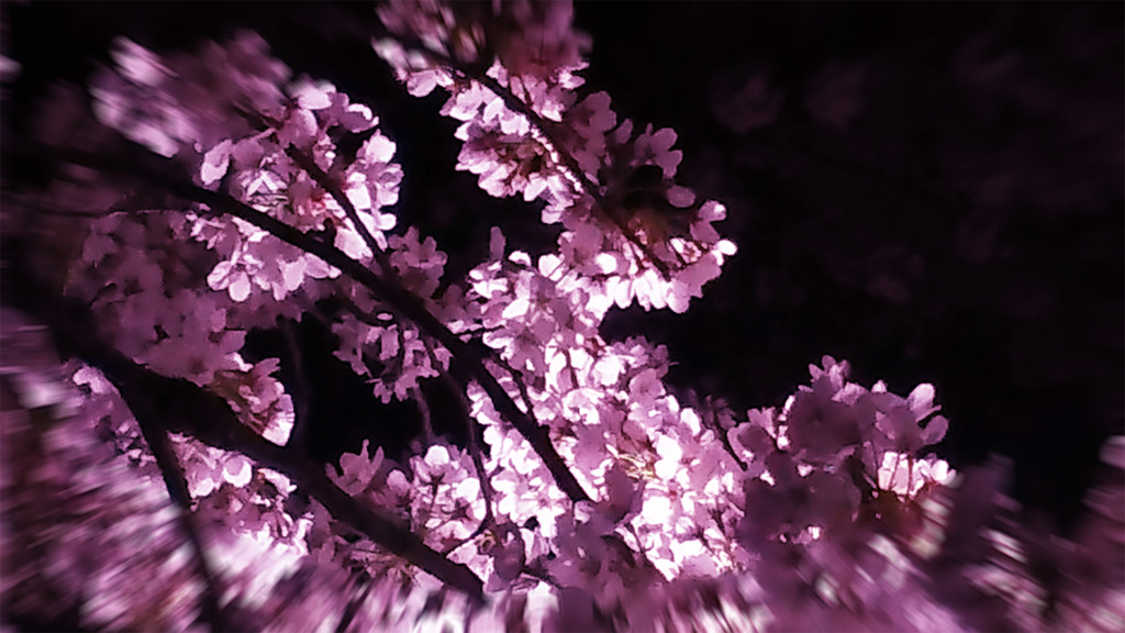 桜花燦爛