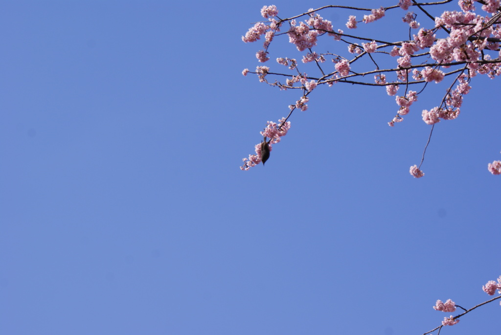 sakura003