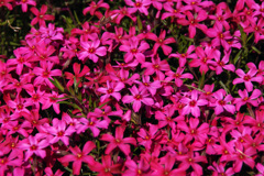 秩父　芝桜の丘