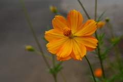 秩父街道吾野宿