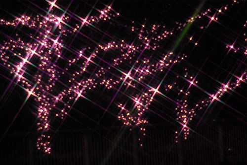 目黒川の冬の夜桜