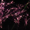 目黒川の冬の夜桜