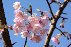 春は奏でる