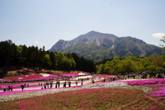 秩父　芝桜の丘