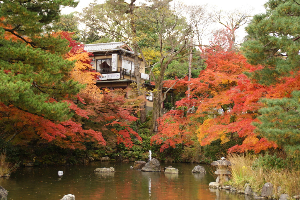 八坂神社の付近　庭園にて