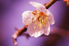 早春のまなざし