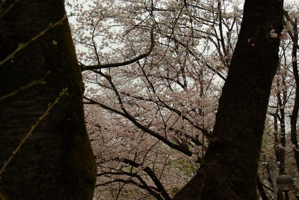 桜花繚乱