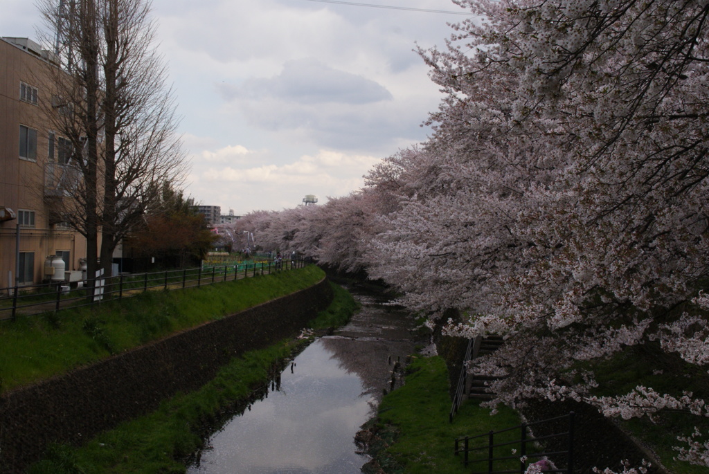 桜並木