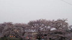 夜桜間近