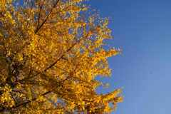 銀杏と空