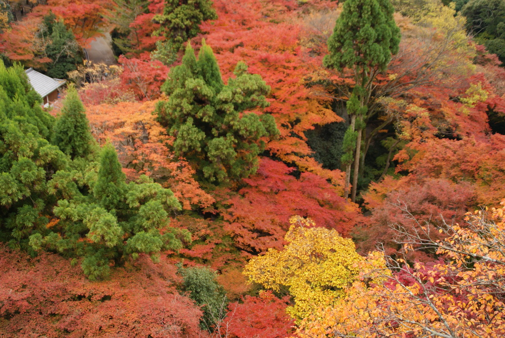 清水寺にて　赤、緑、黄