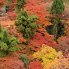 清水寺にて　赤、緑、黄