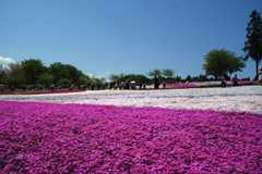 秩父　芝桜の丘