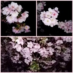 早咲き夜桜