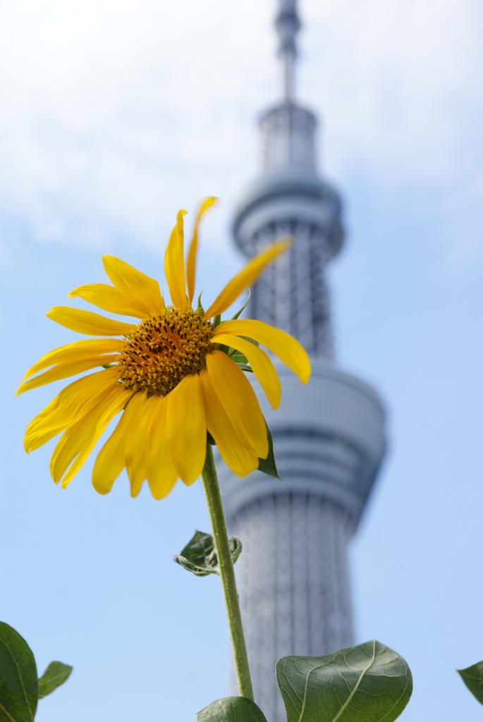 夏の終わりに