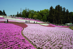 秩父　芝桜の丘