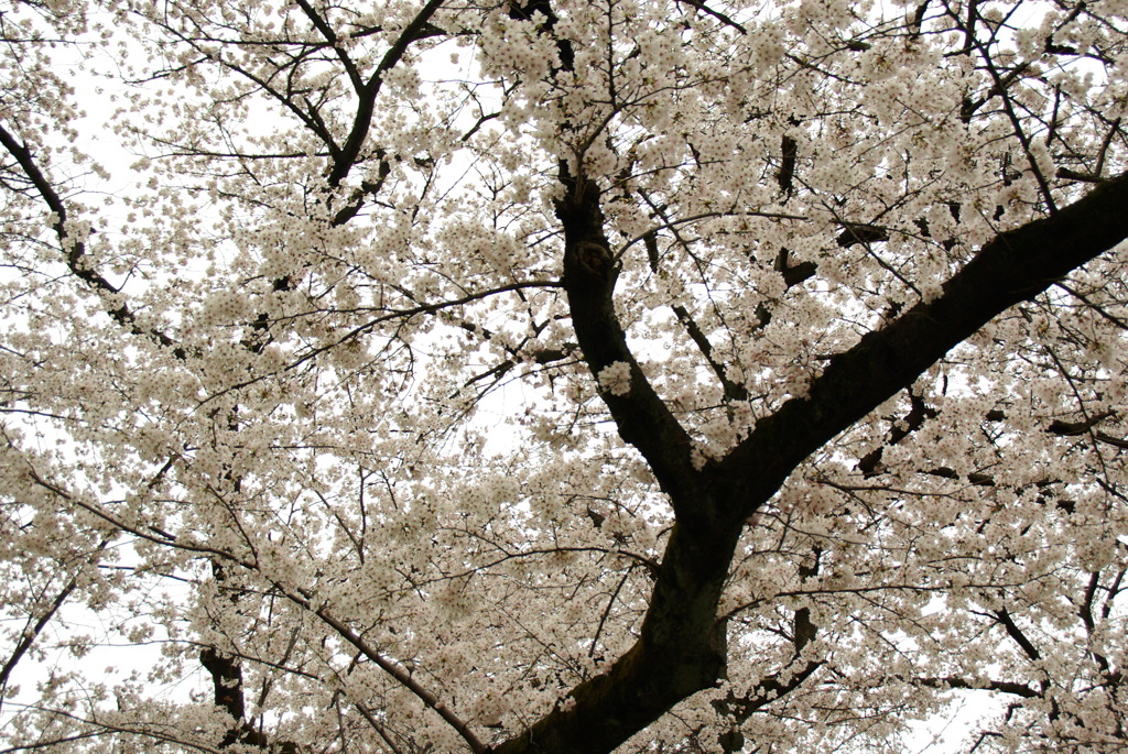 桜花繚乱