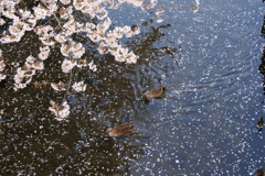 DSC00273