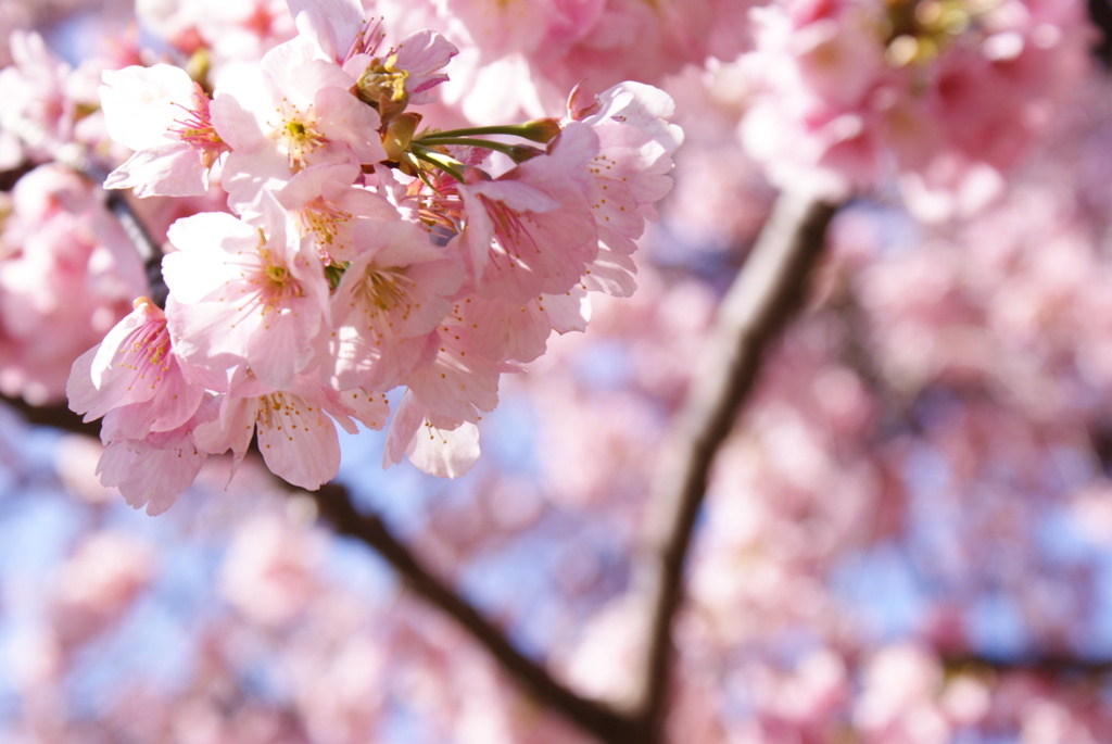 sakura002