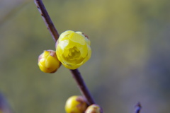 蝋梅