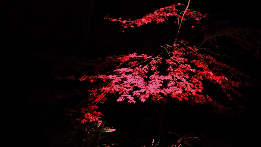 雅の紅