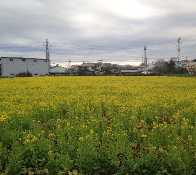 菜の花
