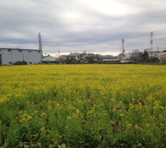 菜の花