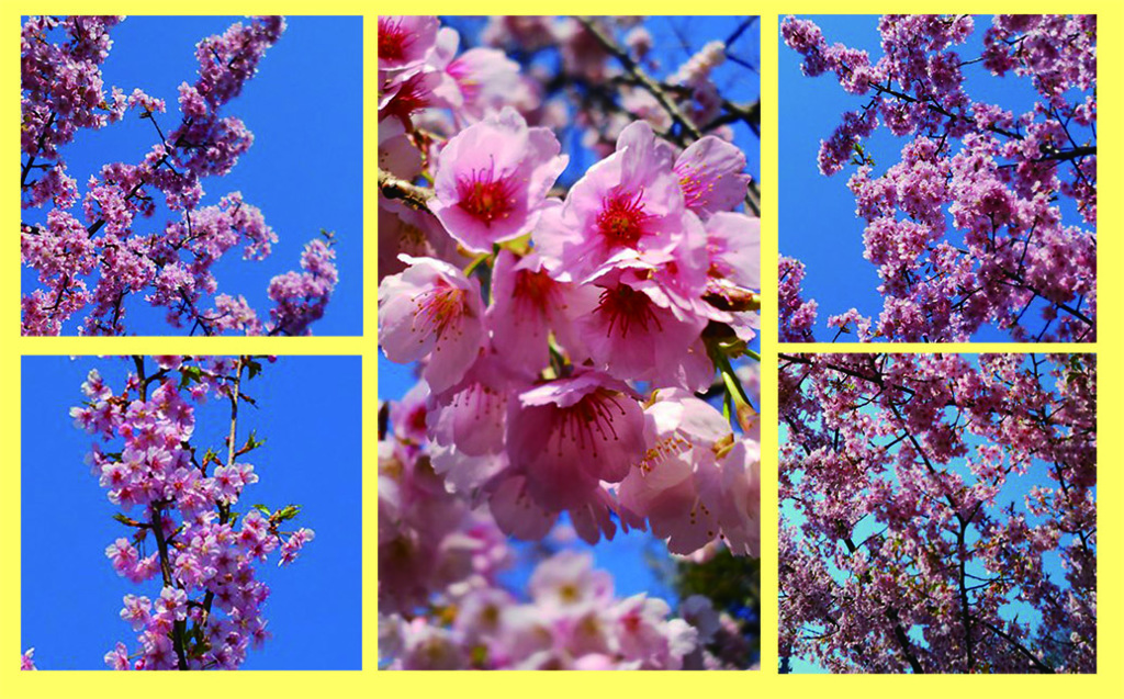 今年の桜