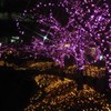 目黒川の冬の夜桜