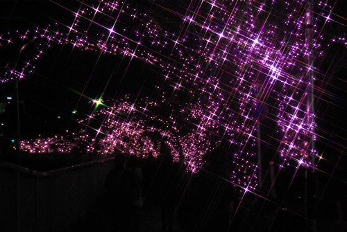 目黒川の冬の夜桜