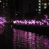目黒川の冬の夜桜