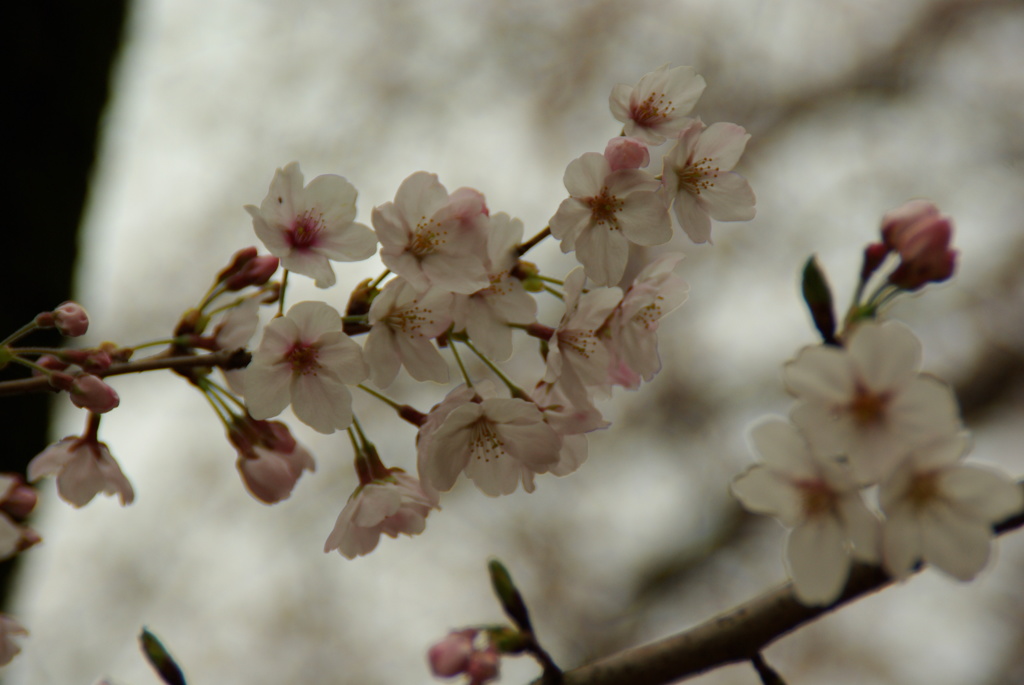 桜花繚乱