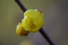蝋梅
