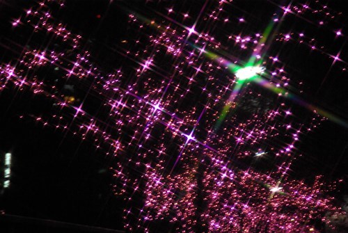 目黒川の冬の夜桜
