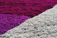 秩父　芝桜の丘