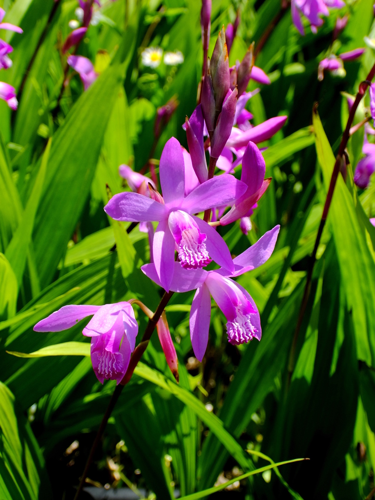 Bletilla striata