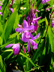 Bletilla striata