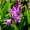 Bletilla striata